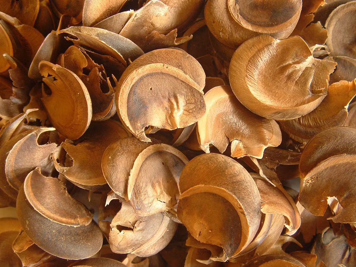 Vì nguy hiểm, chuyên gia khuyến cáo không nên trồng cây này ở khu dân cư để tránh rủi ro.(Ảnh: Accueil Carib, Beans &amp; Plants)