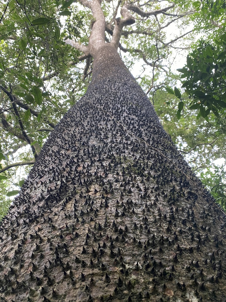 Cả thân, cành, lá của cây đều có gai cứng, khiến ít loài động vật dám đến gần.(Ảnh: iNaturalist)