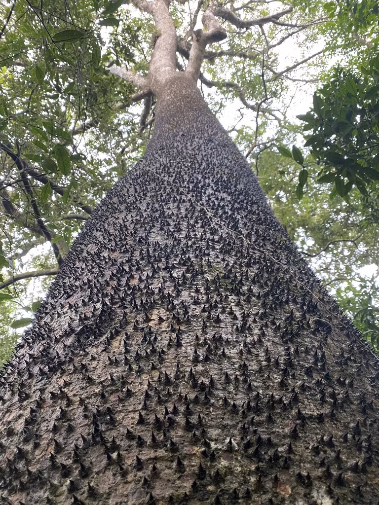 Cả thân, cành, lá của cây đều có gai cứng, khiến ít loài động vật dám đến gần.(Ảnh: iNaturalist)