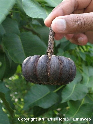 Quả của cây có khả năng phát nổ mạnh, phóng hạt giống với tốc độ 71 m/s, xa tới 14 mét, có thể gây thương tích nghiêm trọng. (Ảnh: National Parks Board)