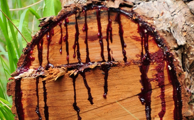 Nhựa cây đỏ như máu chứa chất độc gây phát ban, mù mắt, và từng được thổ dân dùng để làm phi tiêu độc. (Ảnh: Tri thức trẻ)