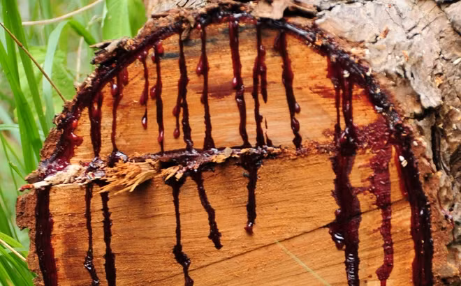 Nhựa cây đỏ như máu chứa chất độc gây phát ban, mù mắt, và từng được thổ dân dùng để làm phi tiêu độc. (Ảnh: Tri thức trẻ)