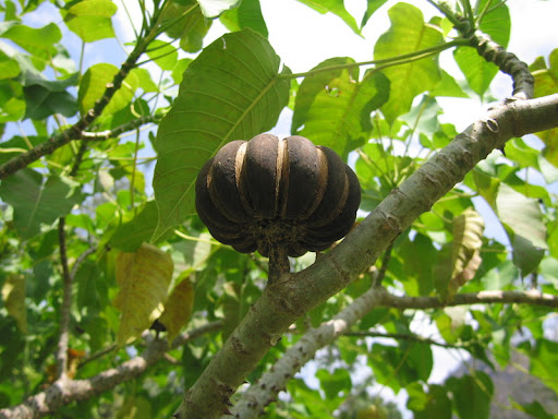 Hạt và nhựa cây từng được dùng trong sản xuất hơi cay và đầu độc cá hoặc động vật. (Ảnh: East African Plants)