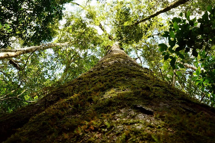 Loài này phân bố hẹp tại Lâm Đồng, Khánh Hòa và Đắk Lắk, thường gặp ở độ cao 1.200-2.000m. (Ảnh: asean travel)