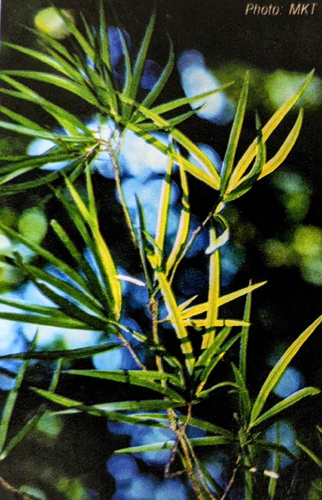 Vườn Quốc gia Bidoup - Núi Bà là vùng lõi của Khu dự trữ sinh quyển thế giới Langbiang, với hệ sinh thái phong phú gồm 2.077 loài thực vật và nhiều động vật quý hiếm. (Ảnh: asean travel)