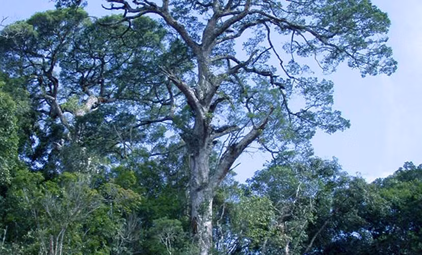 Thông hai lá dẹt, một loài cây thông cổ quý hiếm, chỉ tồn tại ở Việt Nam, thuộc họ thông (Pinaceae) với lá hình lưỡi kiếm. (Ảnh: Bảo tàng Lâm Đồng)