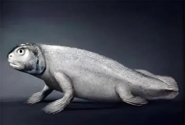 Hóa thạch loài cá "Pocket Border Fish" 400 triệu năm tuổi được phát hiện ở Trung Quốc cho thấy cấu trúc xương đầu và vây giống ngón tay, ngón chân con người.(Ảnh: DNVN)