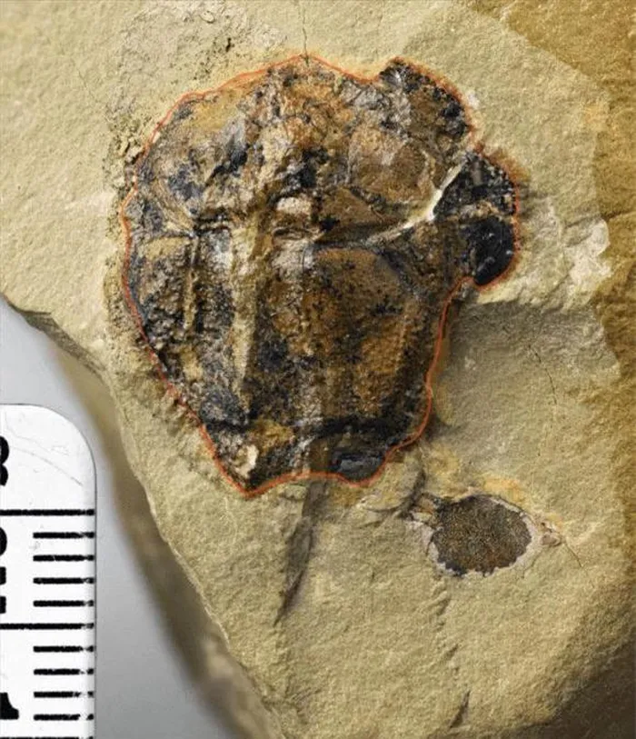 Một giả thuyết mới cho rằng tổ tiên của loài người không phải vượn mà là cá, dựa trên nghiên cứu tiến hóa và hóa thạch cổ. (Ảnh: DNVN)