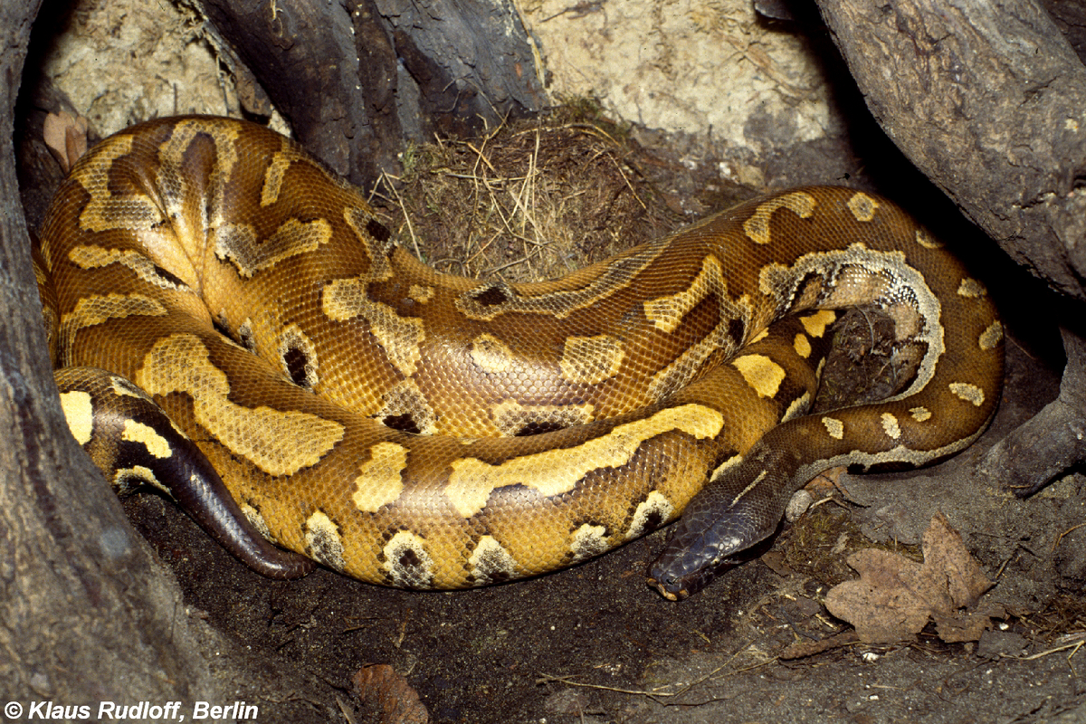 Chúng là nạn nhân của nạn săn trộm để lấy da làm quần áo, phụ kiện, thực phẩm, hoặc làm thú cảnh. Hoạt động buôn bán bất hợp pháp và khai thác quá mức đã khiến số lượng quần thể giảm nghiêm trọng.(Ảnh: BioLib.cz) 