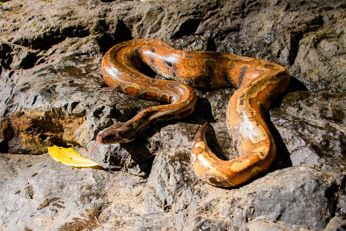 Loài "mãng xà" này chỉ được tìm thấy ở 5 quốc gia: Việt Nam, Thái Lan, Malaysia, Singapore và Indonesia.(Ảnh: Thai National Parks)