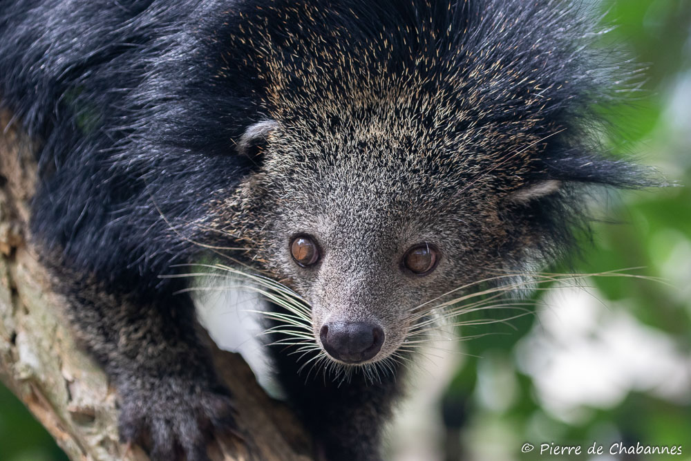 Cầy mực có kích thước từ 795-860 mm chiều dài thân, đuôi dài 400-714 mm, và nặng 10-20 kg. Chúng có bộ lông đen tuyền, thô và xù, với đuôi dài rậm lông.(Ảnh: Pierre Wildlife)