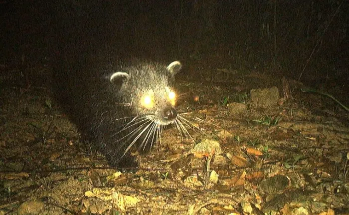 Ban Quản lý Khu dự trữ thiên nhiên Động Châu - Khe Nước Trong đã ghi nhận lần đầu tiên phát hiện cá thể cầy mực quý hiếm tại Quảng Bình vào ngày 17/12. (Ảnh: 1thegioi.vn)