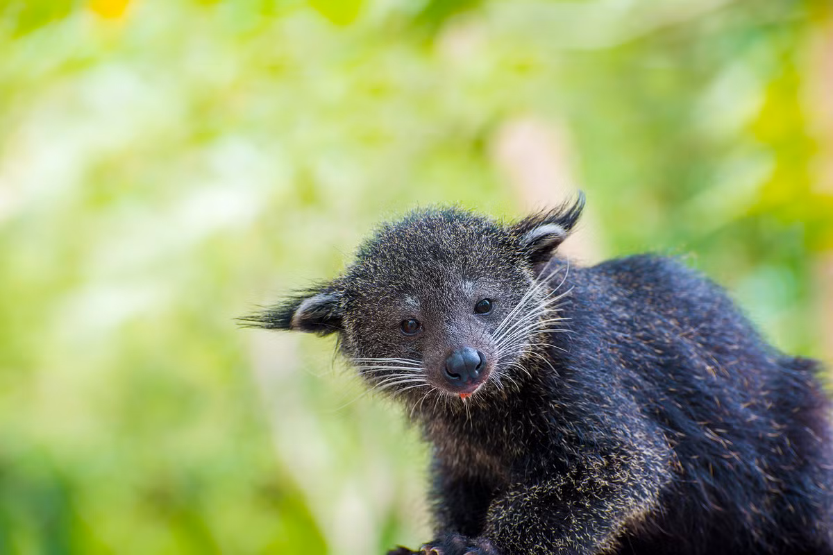 Cầy mực sinh sống ở các nước như Nepal, Ấn Độ, Myanmar, Trung Quốc, Thái Lan, Lào, Campuchia và Việt Nam. Tại Việt Nam, chúng phân bố ở các tỉnh Lai Châu, Ninh Bình, Gia Lai, Kon Tum, Đắk Lắk và Đồng Nai.(Ảnh: Restorasi Ekosistem Riau)