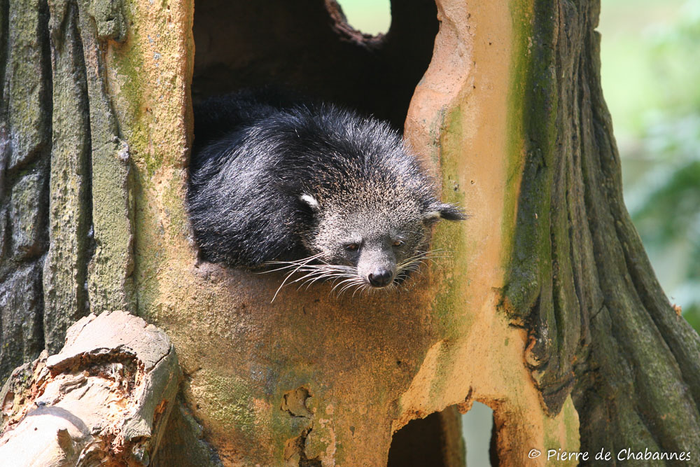 Do săn bắt quá mức và phá rừng, số lượng cầy mực trong tự nhiên đã giảm đáng kể. (Ảnh: Pierre Wildlife)
