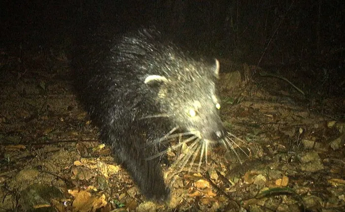 Cầy mực là loài thuộc diện sắp nguy cấp trong Sách đỏ Thế giới và có cấp độ đe dọa tuyệt chủng ở mức nguy cấp theo Sách đỏ động vật Việt Nam.(Ảnh: 1thegioi.vn)