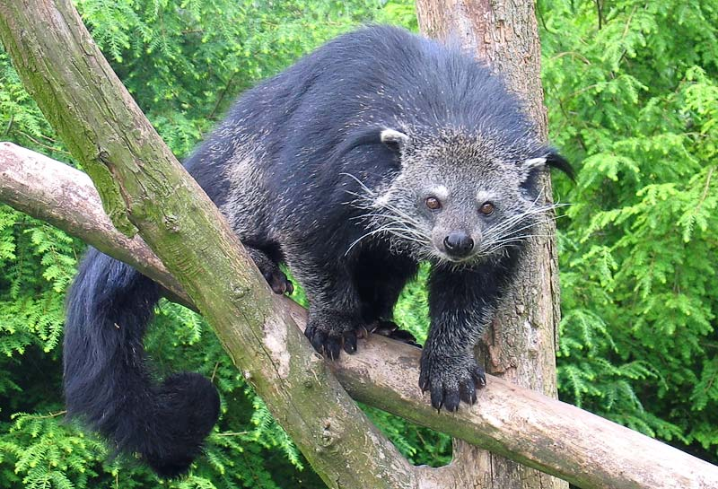 Cầy mực (Arctictis binturong) là loài động vật ăn thịt thuộc họ Cầy (Viverridae), sống trong các khu rừng mưa ở Nam Á và Đông Nam Á. (Ảnh: Wikipedia)