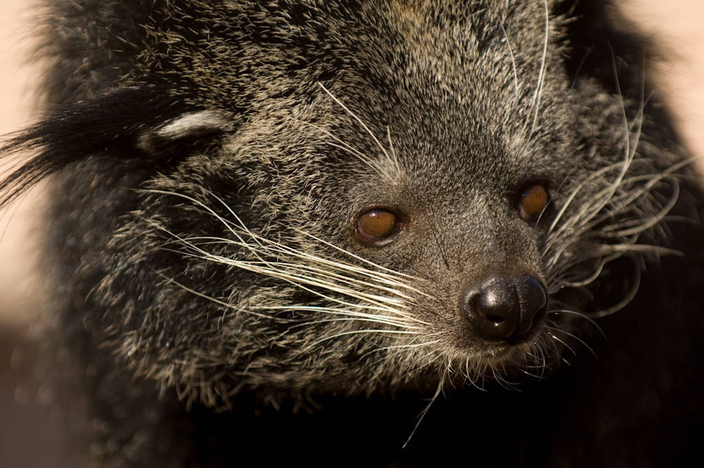 Cầy mực sinh sản quanh năm, với chu kỳ động dục là 81 ngày và thời gian mang thai 91 ngày. Số con sinh ra trong mỗi lứa thường là hai, nhưng có thể đến sáu. (Ảnh: Joel Sartore)