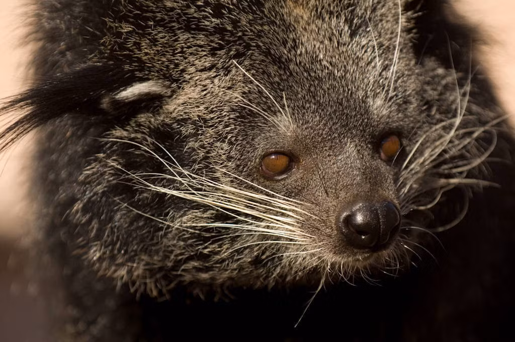 Cầy mực sinh sản quanh năm, với chu kỳ động dục là 81 ngày và thời gian mang thai 91 ngày. Số con sinh ra trong mỗi lứa thường là hai, nhưng có thể đến sáu. (Ảnh: Joel Sartore)