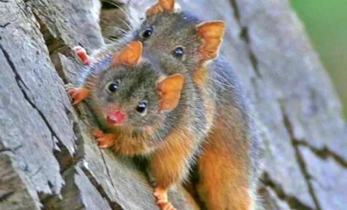 Mùa giao phối của Antechinus diễn ra vào mùa đông khắc nghiệt, khi nguồn thức ăn khan hiếm, tạo áp lực sinh tồn lớn.(Ảnh:DNVN)