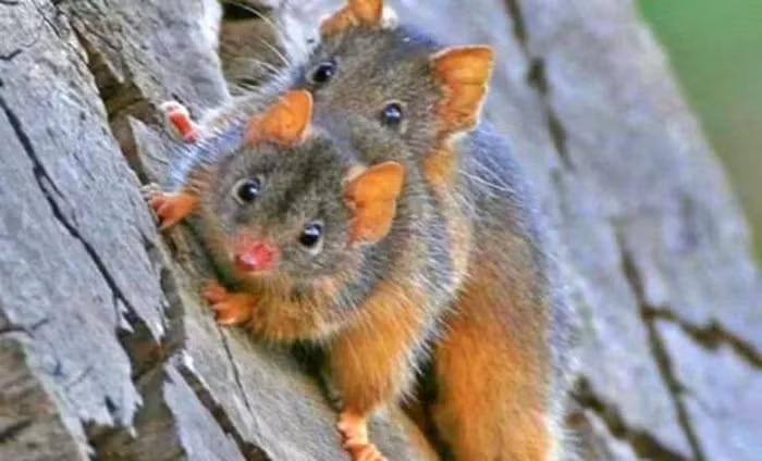 Mùa giao phối của Antechinus diễn ra vào mùa đông khắc nghiệt, khi nguồn thức ăn khan hiếm, tạo áp lực sinh tồn lớn.(Ảnh:DNVN)