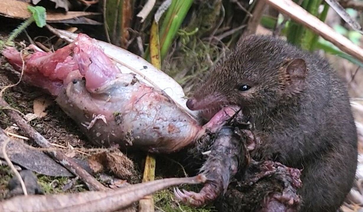 Xác con đực trở thành nguồn thức ăn quan trọng cho con cái và những cá thể còn sống.(Ảnh:Cosmos Magazine)