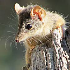 Sau mỗi mùa giao phối, quần thể Antechinus mất gần một nửa số cá thể trưởng thành, khiến chúng dễ bị tổn thương trước các mối đe dọa như biến đổi khí hậu.(Ảnh:Australia)