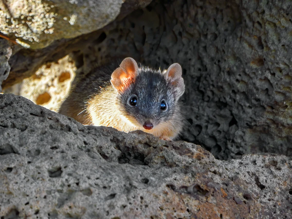 Hiện tượng này minh chứng cho sự thích nghi kỳ lạ của động vật để đối phó với môi trường khắc nghiệt và tối ưu hóa sự sống sót của thế hệ sau.(Ảnh:The Guardian)