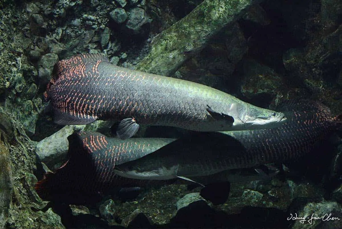 Loài cá này còn có giá trị phong thủy và được nuôi làm cá cảnh, tuy nhiên, chúng đang bị săn lùng ráo riết vì thịt và các phần cơ thể có giá trị y học và kinh tế cao.(Ảnh: AquaInfo)