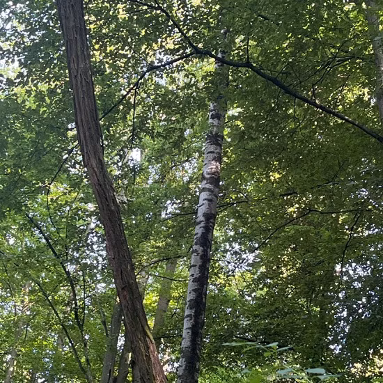 Với tuổi thọ trung bình từ 300-350 năm, cây bạch dương đen có thể cao tới 20m và có đường kính thân khoảng 70cm. Vỏ cây có màu đen hoặc đỏ tươi, điểm thêm các chấm trắng, tạo nên vẻ ngoài độc đáo và dễ nhận biết.(Ảnh: NatureSpots)