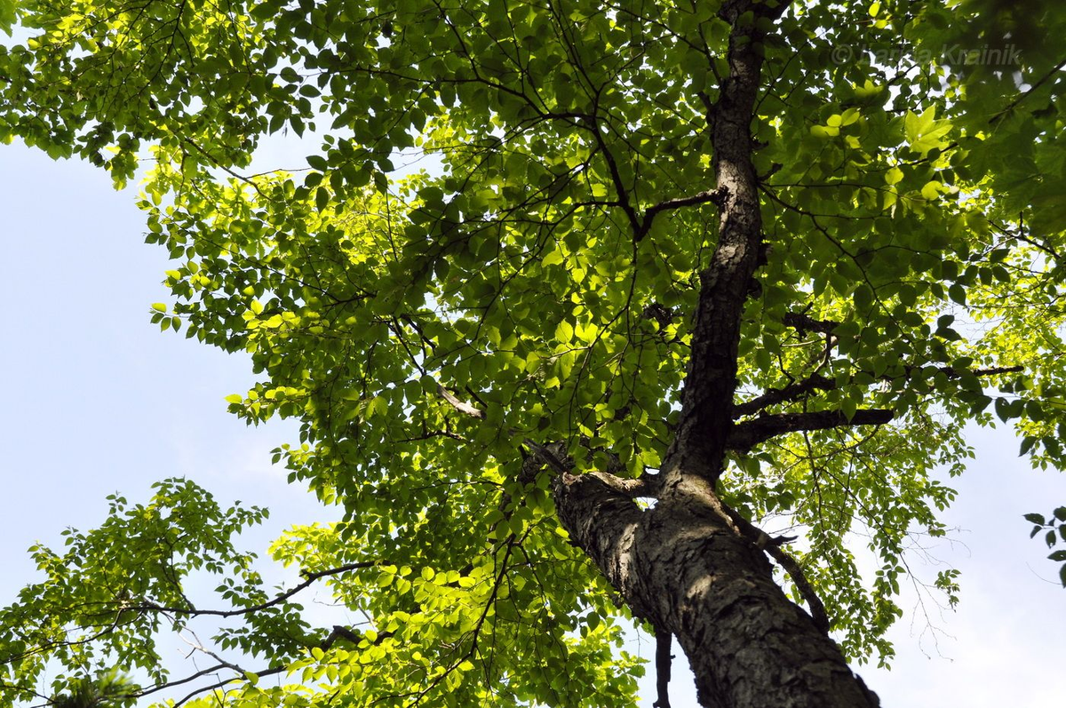 Trong thế giới thực vật, bạch dương đen (Betula schmidtii) nổi lên như một kỳ tích của tự nhiên. Được mệnh danh là "vua của các loại gỗ" hay "mộc vương", loài cây này không chỉ sở hữu vẻ đẹp kỳ bí mà còn được biết đến với độ cứng phi thường, vượt xa cả thép, khiến nó trở thành một trong những loài cây quý hiếm và đặc biệt nhất trên thế giới. (Ảnh: Plantarium)