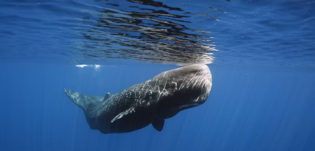 Long diên hương được hình thành trong ruột của cá nhà táng, một loài cá voi có răng lớn nhất đại dương. Quá trình hình thành của nó vẫn còn là một bí ẩn, nhưng nhiều giả thuyết cho rằng nó được tạo ra để bao bọc những phần thức ăn khó tiêu như răng của mực, hoặc như một loại kháng sinh để làm lành các vết thương trong ruột cá nhà táng. (Ảnh:Harbor Breeze Cruises)