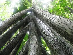 Tuy nhiên, nhà sinh vật học Gerardo Avalos bác bỏ hiện tượng này, gọi nó là huyền thoại không có cơ sở khoa học.(Ảnh:UkrBIN)