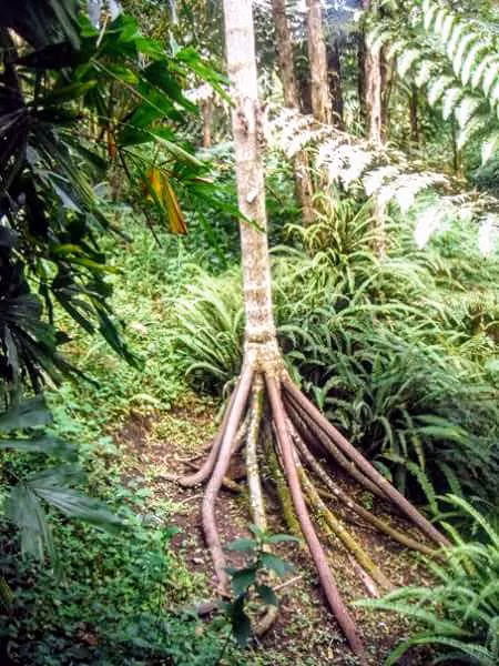 Nhà cổ sinh vật học Peter Vrsansky khẳng định đã quan sát thấy hiện tượng này trong khu rừng ở Ecuador.(Ảnh:Reddit)