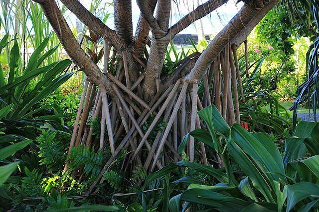 Avalos cho rằng rễ cây không thực sự di chuyển, mà chỉ chết một phần, còn thân cây vẫn cố định.(Ảnh:Wikimedia Commons)