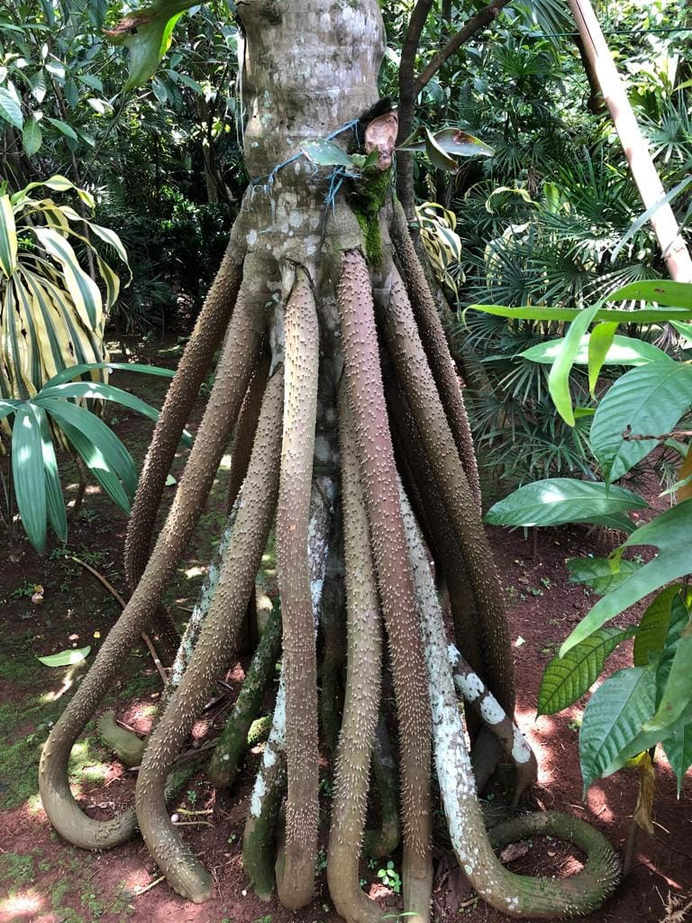 Theo Vrsansky, quá trình di chuyển của cây nhằm tìm kiếm đất ổn định hơn và điều kiện ánh sáng tốt hơn.(Ảnh:rare forest plant)