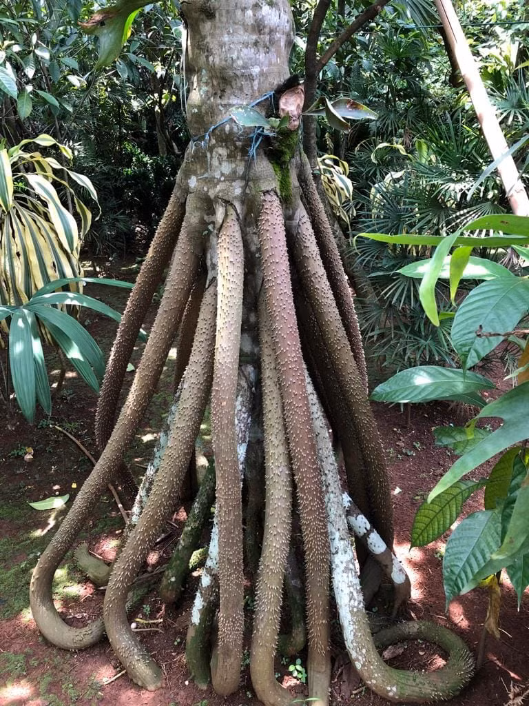 Theo Vrsansky, quá trình di chuyển của cây nhằm tìm kiếm đất ổn định hơn và điều kiện ánh sáng tốt hơn.(Ảnh:rare forest plant)