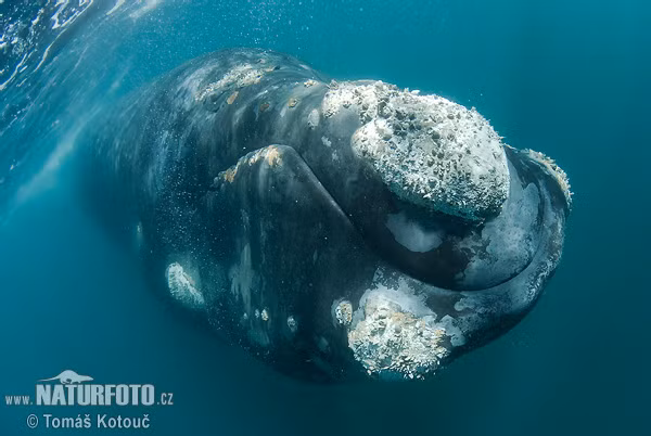 Việc săn bắt thương mại chấm dứt vào những năm 1960 nhờ lệnh cấm của Ủy ban Săn bắt Cá voi Quốc tế.(Ảnh: NaturePhoto-CZ.com)