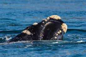 Tuổi thọ của chúng khó ước tính do thiếu dữ liệu chính xác và sự hao mòn tự nhiên của cơ thể.(Ảnh: EcoRegistros)