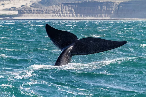 Nghiên cứu mới dựa trên dữ liệu theo dõi hơn 4 thập kỷ đã giúp xác định tỷ lệ sống sót của loài.(Ảnh: Robert Harding's Prints)