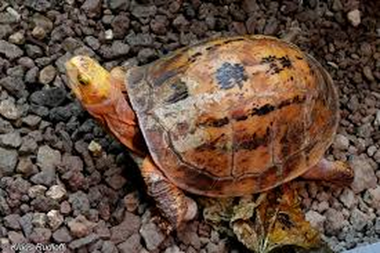 Theo các chuyên gia, rùa hộp trán vàng miền Trung là một trong những loài rùa quý hiếm nhất ở Việt Nam cũng như trên thế giới. (Ảnh: BioLib.cz)