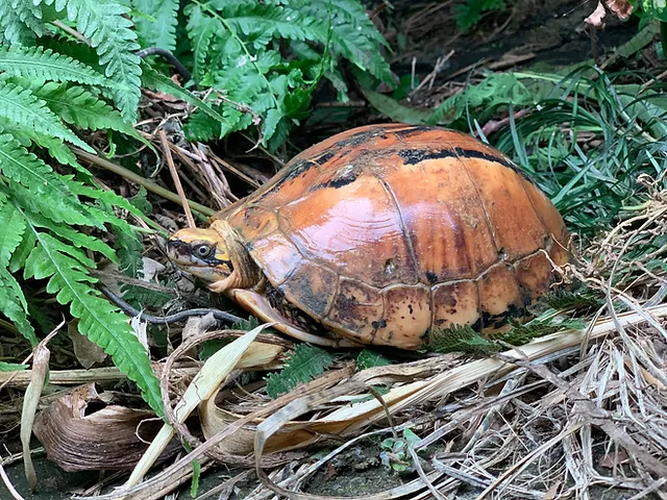 Trong những năm qua, số lượng rùa hộp trán vàng miền Trung giảm mạnh do nạn săn bắt để lấy thịt, làm thuốc hoặc làm cảnh. Điều này khiến chúng trở thành một loài động vật có nguy cơ tuyệt chủng cao. (Ảnh: Cuora.org)