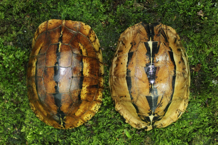 Vì vậy, mọi hành vi như nuôi, nhốt, buôn bán trái phép các cá thể rùa hộp trán vàng miền Trung đều có thể bị xem xét xử lý hình sự theo điều 244 Bộ luật Hình sự 2015, sửa đổi bổ sung 2017 mà không phụ thuộc vào số lượng, khối lượng hay giá trị tang vật. (Ảnh: Turtle Sanctuary Conservation Center)