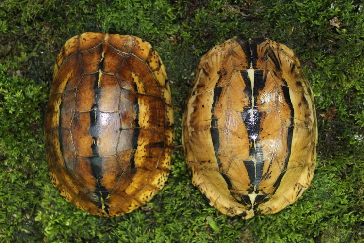 Vì vậy, mọi hành vi như nuôi, nhốt, buôn bán trái phép các cá thể rùa hộp trán vàng miền Trung đều có thể bị xem xét xử lý hình sự theo điều 244 Bộ luật Hình sự 2015, sửa đổi bổ sung 2017 mà không phụ thuộc vào số lượng, khối lượng hay giá trị tang vật. (Ảnh: Turtle Sanctuary Conservation Center)