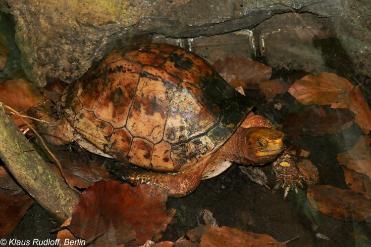 Thức ăn chủ yếu của loài rùa quý, hiếm này gồm: giun đất, cá, thịt, hoa quả, chuối...(Ảnh: BioLib.cz)
