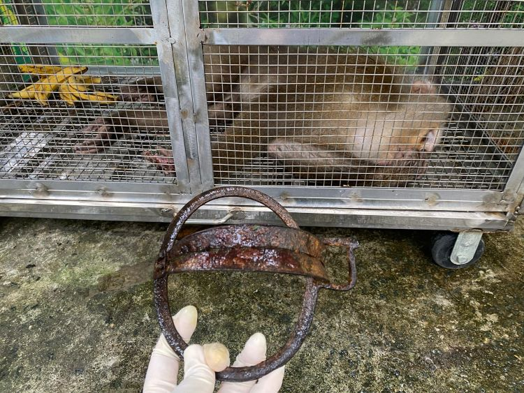 Cá thể khỉ này được phát hiện mắc bẫy từ ngày 15/12 và qua nhiều ngày theo dõi, tiếp cận, đã được cứu hộ vào sáng ngày 23/12. Hạt Kiểm lâm cho biết, cá thể khỉ không phải là loài đặc hữu tại bán đảo Sơn Trà, có thể do ai đó nuôi và thả ra tự nhiên. (Ảnh: Văn Trực/Báo Lao động)