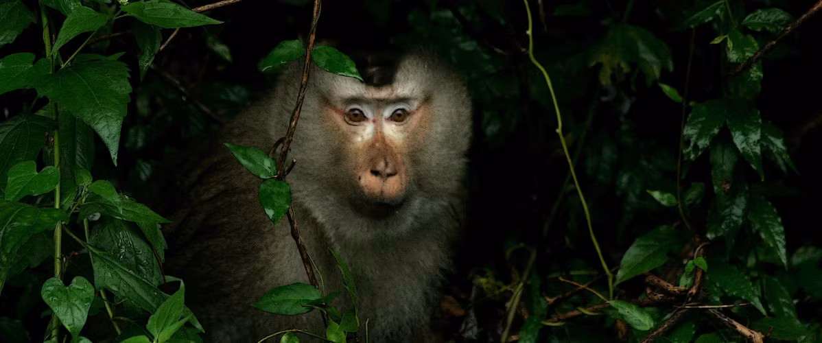 Đây là loài động vật quý hiếm thuộc nhóm IIB (nhóm các loài hạn chế khai thác và sử dụng vì mục đích thương mại) theo Nghị định 32 của Chính phủ. Do đó, loài khỉ này được bảo vệ nghiêm ngặt.(Ảnh: Primate Watching)