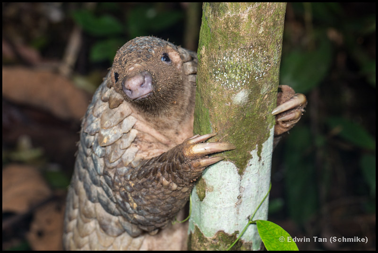 Tê tê Java là một phần quan trọng của hệ sinh thái và cần được bảo vệ để đảm bảo sự đa dạng sinh học. Sự tồn tại của chúng không chỉ góp phần vào việc duy trì cân bằng tự nhiên mà còn mang lại giá trị lớn về mặt khoa học và giáo dục. (Ảnh: Flickr)