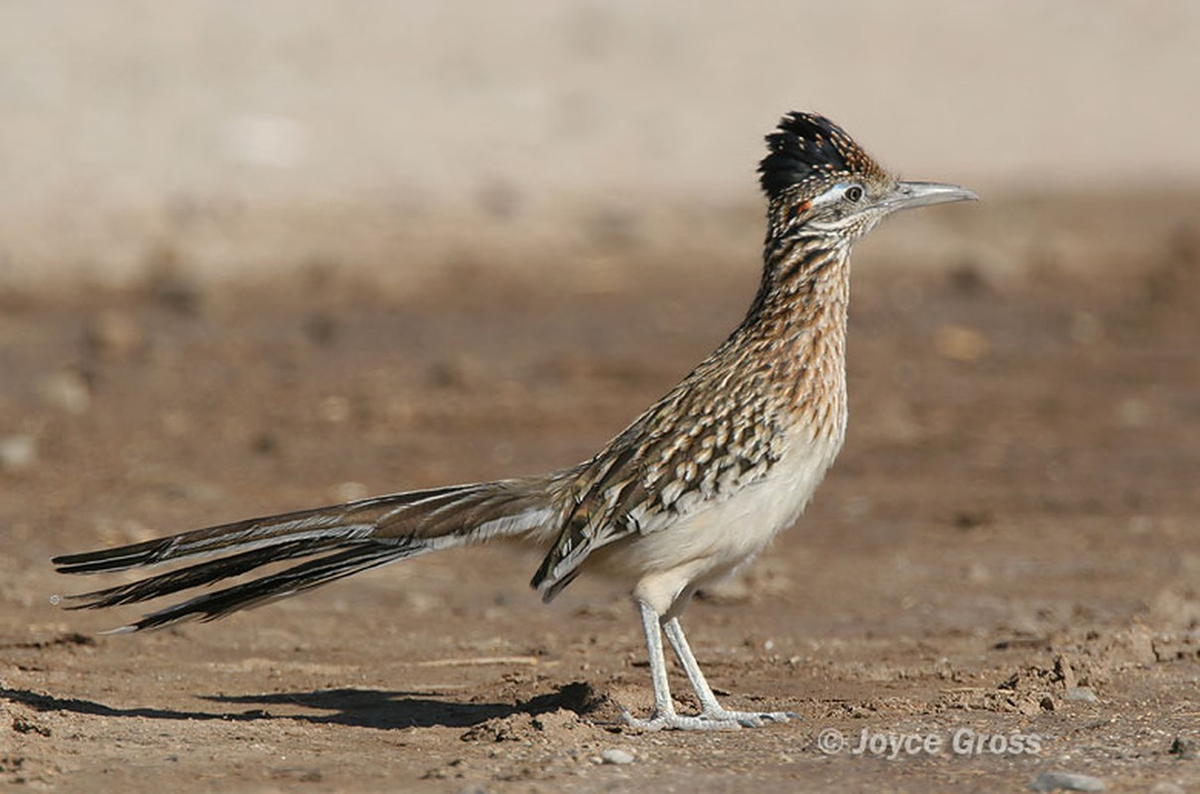 Lý do là vì gà lôi đuôi dài đã hấp thụ đủ hơi ẩm trong thức ăn hàng ngày, từ côn trùng, thằn lằn, bọ cạp, cho đến các loài chim nhỏ hơn. (Ảnh: berkeley)