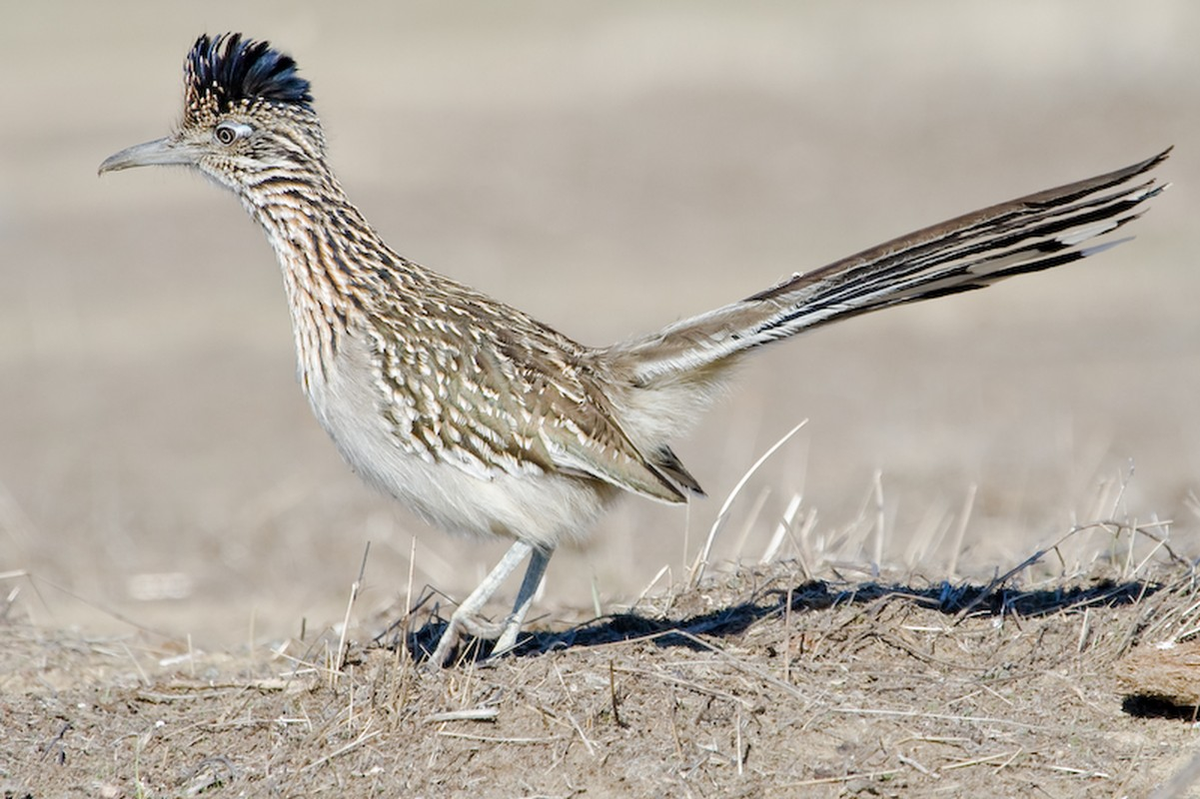 Gà lôi đuôi dài còn sở hữu chiếc mỏ dài, cứng và vô cùng sắc nhọn, có thể dễ dàng “làm thịt’ rắn đuôi chuông - loài bò sát nổi tiếng với nọc độc cực mạnh, có thể giết chết các con mồi ngay tức khắc chỉ bằng một nhát cắn. (Ảnh: berkeley)