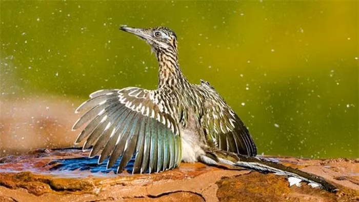 Thậm chí, chúng có thể không cần uống nước suốt cuộc đời.(Ảnh: DNVN)